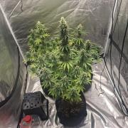 Sticky Orange XXL