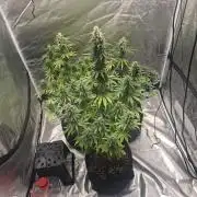 Sticky Orange XXL