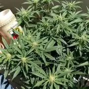 applefritter