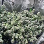 Philgood 420