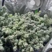 Philgood 420