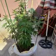 El Protocolo de La Terraza: resina a 36º