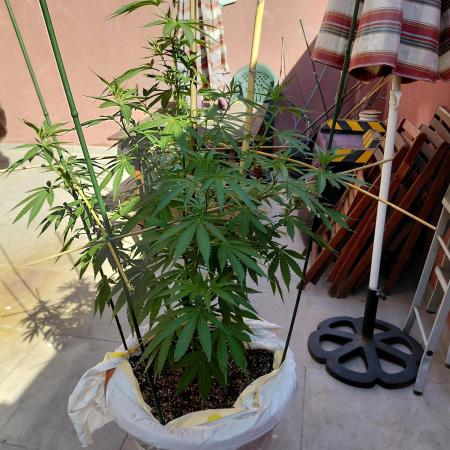 El Protocolo de La Terraza: resina a 36º