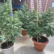 All Gas, Gelato, Black & Cali