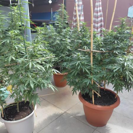 All Gas, Gelato, Black & Cali