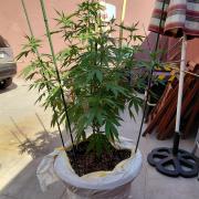 El Protocolo de La Terraza: resina a 36º