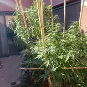 All Gas, Gelato, Black & Cali