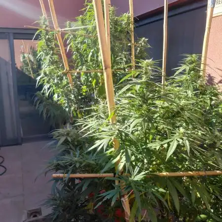 All Gas, Gelato, Black & Cali