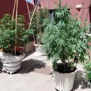 All Gas, Gelato, Black & Cali