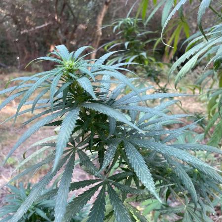Didier