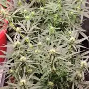 Bleuberry zkittlez/caramellow kush
