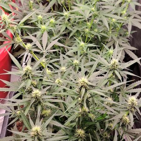 Bleuberry zkittlez/caramellow kush