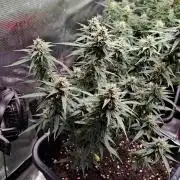 Bleuberry zkittlez/caramellow kush