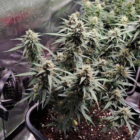 Bleuberry zkittlez/caramellow kush