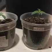 2 Northen Light Auto