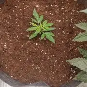 2 Northen Light Auto