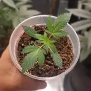 2 Northen Light Auto