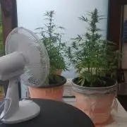 Rise and shine