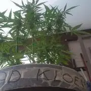 Rise and shine