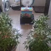 Rise and shine