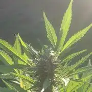 Rise and shine