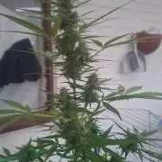 Rise and shine