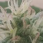 Rise and shine