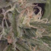 Rise and shine