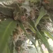 Rise and shine