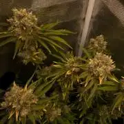 Speedy Chile (RQS)