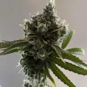 Speedy Chile (RQS)