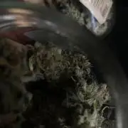 Speedy Chile (RQS)