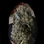 NorthernLightAuto
