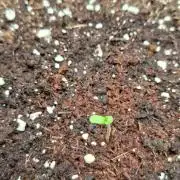 Reversed (CS) - Banana Purple Punch Auto