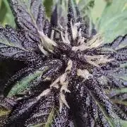 Purple Lemonade Auto Outdoor