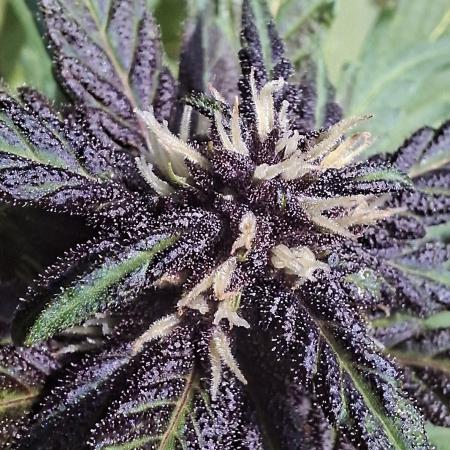 Purple Lemonade Auto Outdoor