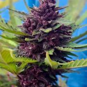 Purple Lemonade Auto Outdoor