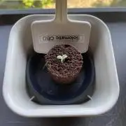 2026 Balcony Grow | SCBD & Fast Eddy
