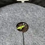 2026 Balcony Grow | SCBD & Fast Eddy