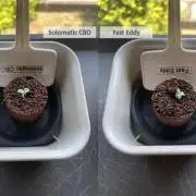 2026 Balcony Grow | SCBD & Fast Eddy