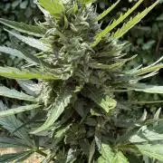Sensi White Widow Auto