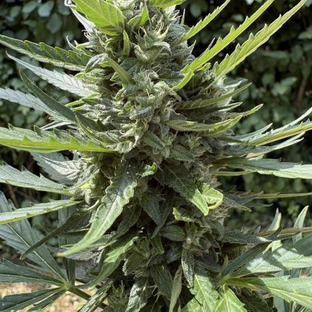 Sensi White Widow Auto