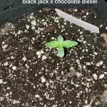 Michigan 75% Useful seeds