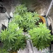 Cherry cola auto