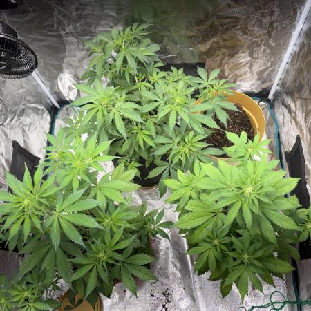 Cherry cola auto