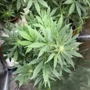 Cherry cola auto
