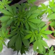 Cherry cola auto