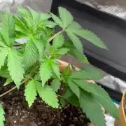 Cherry cola auto