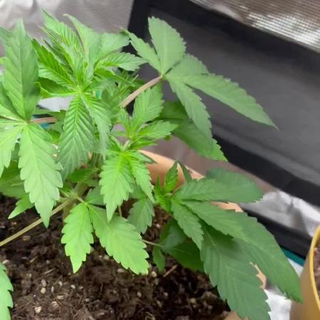 Cherry cola auto