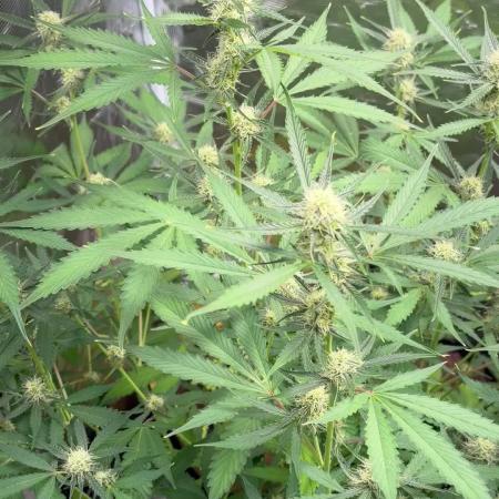 Cherry cola auto
